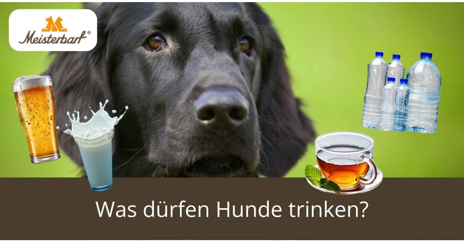 Was dürfen Hunde trinken?