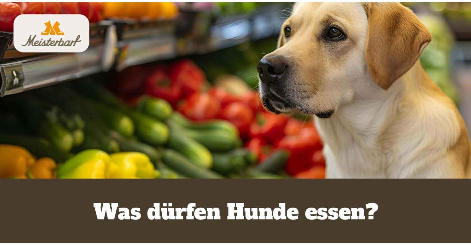 Was dürfen Hunde essen?