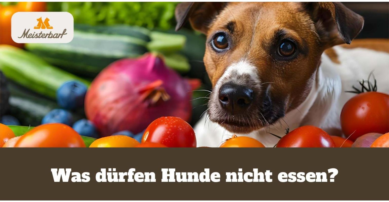 Was dürfen Hunde nicht essen?