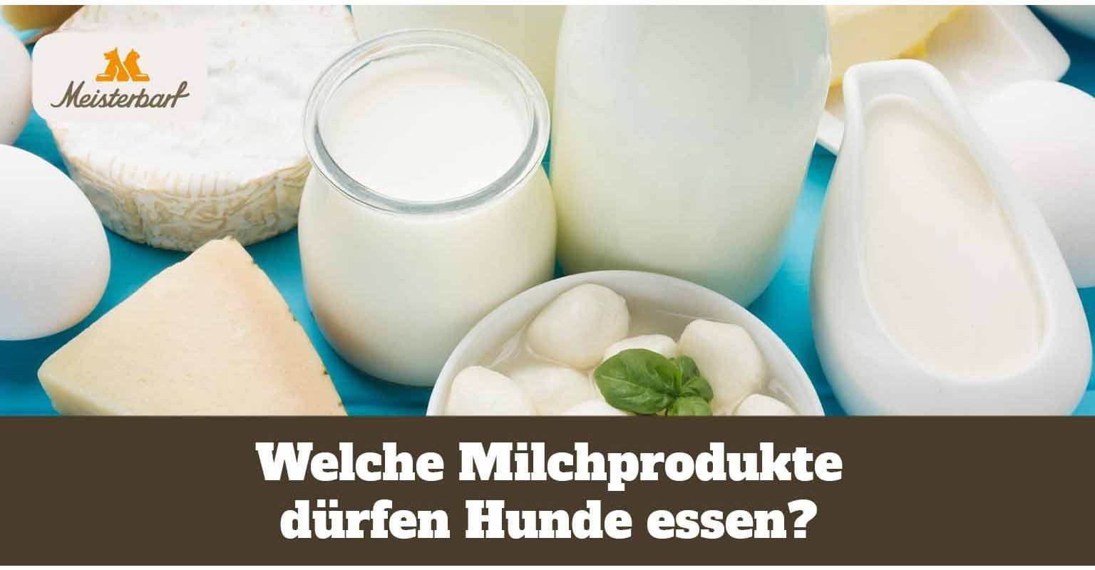 Welche Milchprodukte dürfen Hunde essen?