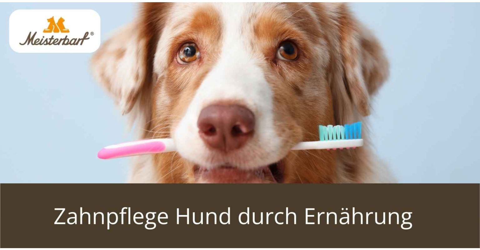 Zahnpflege Hund durch Ernährung