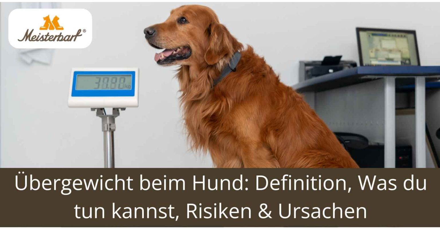 Übergewicht beim Hund: Definition, Was du tun kannst, Risiken & Ursachen