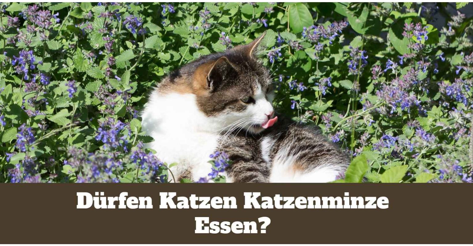 Dürfen Katzen Katzenminze essen?