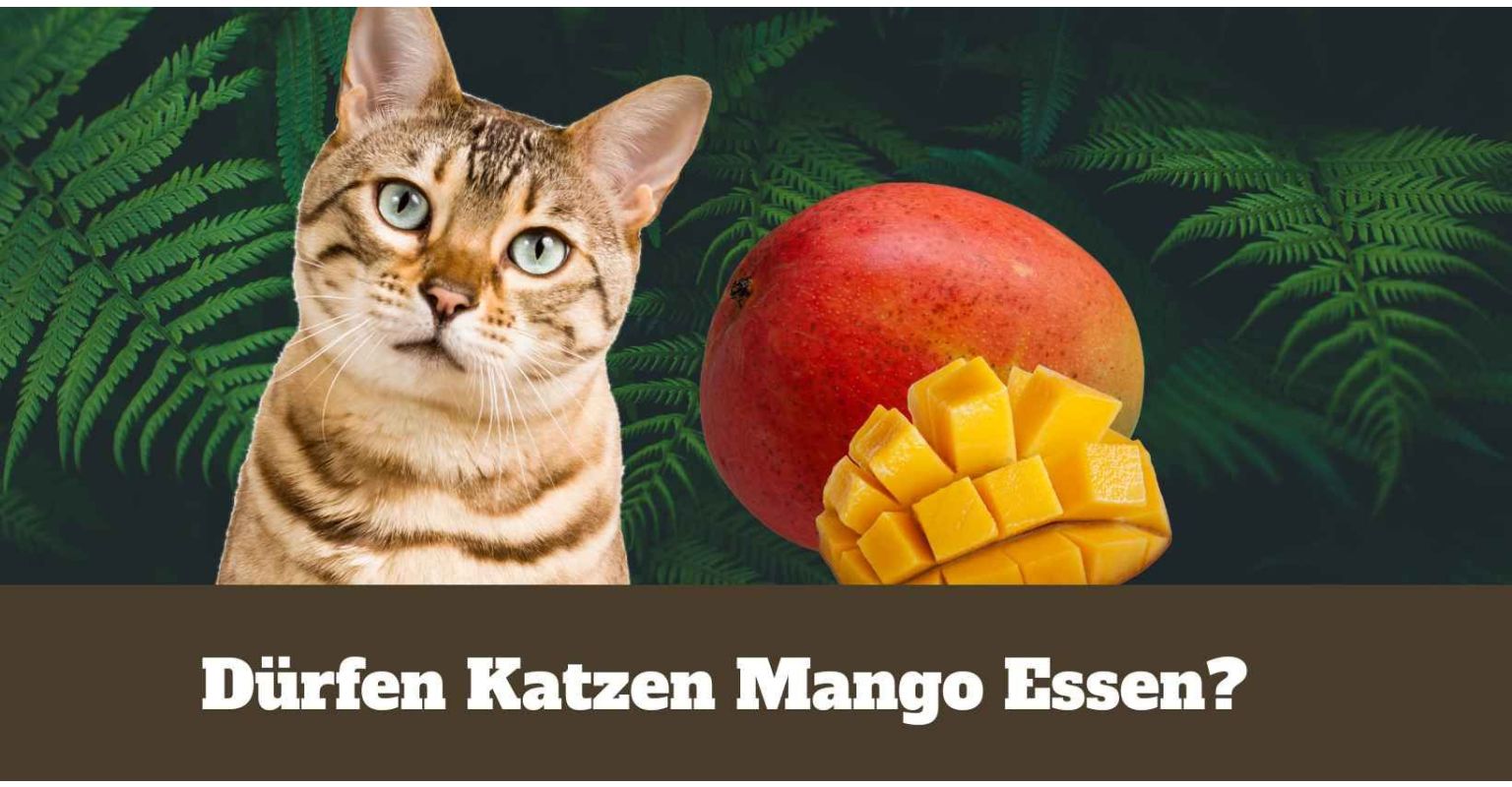 Dürfen Katzen Mango essen?